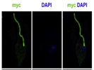 Review for c-Myc Antibody