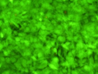Good Dye For Discerning Live From Dead Cells | Biocompare.com Kit ...