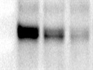 Very Nice JNK Antibody
