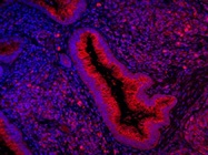 CYP26A1 Antibody For IF
