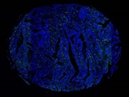 CD8 Antibody for IF Staining