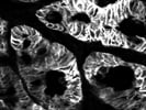 Ep-CAM Antibody For IF Staining