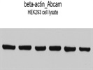 beta-Actin Antibody for Western Blotting from Abcam