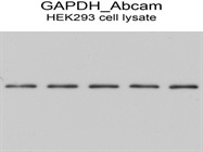 GAPDH Antibody For Western Blotting From Abcam