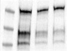 Very Nice FASN-Antibody