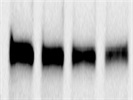 Perfect JAK2 Antibody