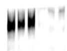 Really Good Human PDL1 Antibody