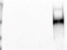 Perfect NCAM (CD56) Antibody
