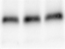 Perfect Survivin Antibody