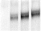 Nice Phosphor JNK antibody