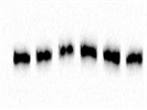 Very Good TSG101 Antibody