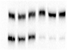 Good HLA-E Antibody