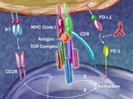 Human/Cynomolgus Monkey B7-H1/PD-L1 Quantikine® ELISA Kit