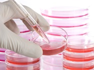 Serum Selection for Cell Culture