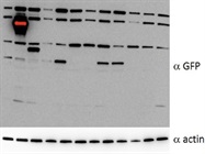 Time Saving Western Blot Processor