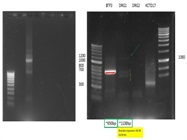Direct-zol RNA kit