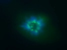 Good Antibody Against Survivin