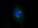 Great Antibody Against Pericentrin