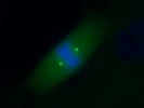 Great Gamma Tubulin Antibody