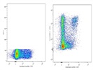 One Of The Few Human CCR7 Antibodies That Works Well