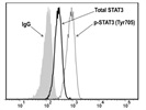 Staining phosphorylated STAT3 (Tyr705)