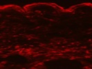 F4/80 IF Staining In Mouse Skin