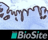 New Rabbit Monoclonal Optibodies