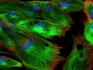 Find Your Cell Viability and Proliferation Products