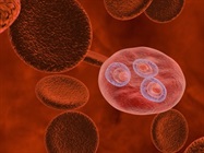 Biocompare’s New Cells and Microorganisms Search Category