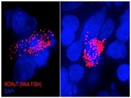 Review for Stellaris RNA FISH Probe