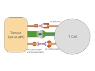 Immune checkpoint proteins & antibodies in Sino Biological