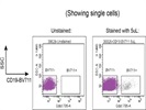 5uL CD19-BV711 Works Well To Detect Human B Cells