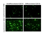 Lipofectamine® 3000 Transfection Reagent Kit from Thermo Fisher Scientific