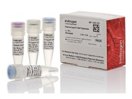 Platinum SuperFi DNA Polymerase