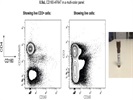 CD160-AF647 Works Well To Detect CD160+ Lymphocytes