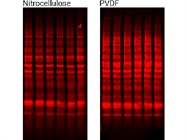 REVERT  Total Protein Stain