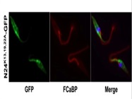 Review for QuikChange II XL Site-Directed Mutagenesis Kit