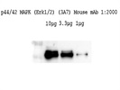 p44/42 MAPK Antibody Works Great