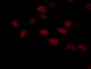 A Good PCNA Antibody For Immunofluorescence
