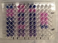 Mycoplasma Detection Kit