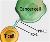 Reagents for PD1, PD-L1, LAG3 and Other I-O Checkpoint proteins