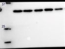 A PCNA antibody for Western blotting