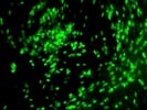 Use Of MyoD (5.8A) Monoclonal Antibody From Santa Cruz Biotechnology On Myogenic Cell Culture
