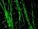 Use Of Laminin Rabbit Polyclonal Antibody From Abcam On Myogenic Cell Culture