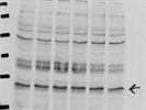 Average VEGFC antibody from Abcam