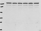 Excellent SIRT1 Antibody For Rat