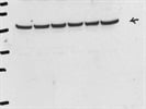 Excellent Quality ß Tubulin Antibody For Immunodetection