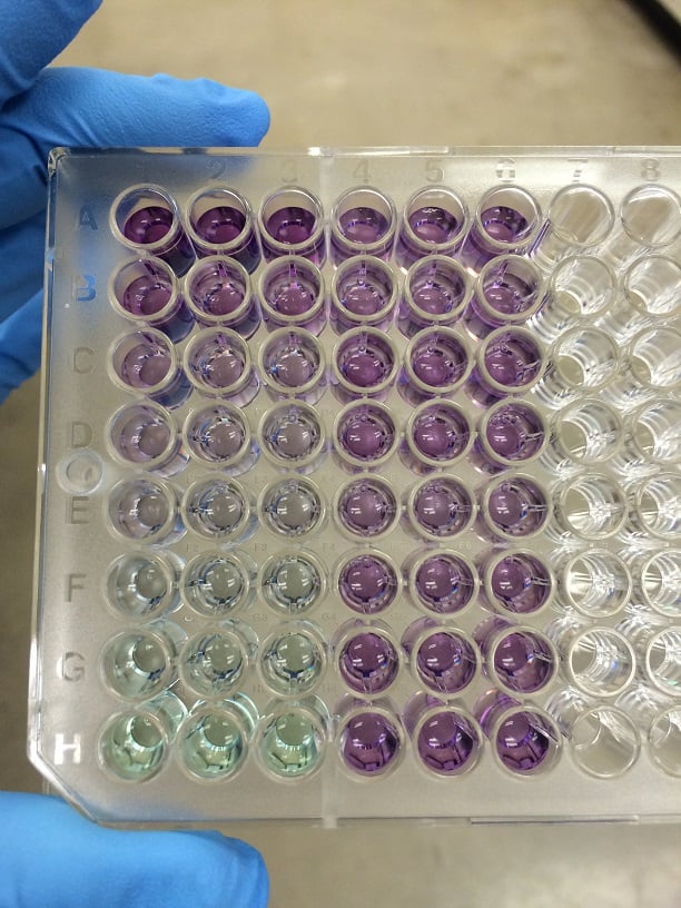 Pierce BCA Protein Assay Kit For Quantitative Total Protein