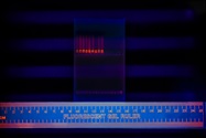 Overcoming the Paradox of Choice in DNA Gel Documentation Systems