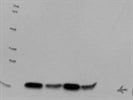 Excellent Quality Of Cofilin Antibody